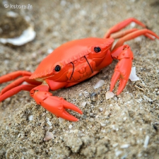 Crabe téléguidé